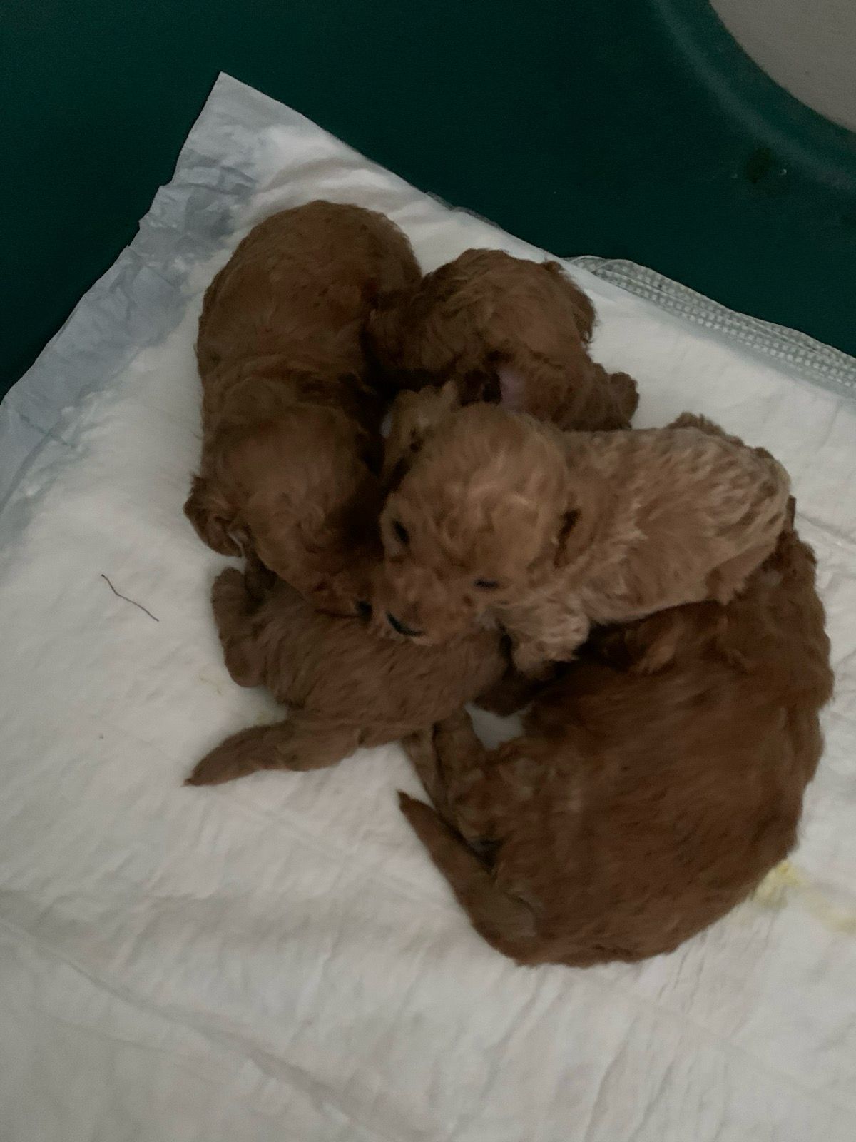 Cachorros Caniche Toy con pedigrí criados en familia — Cáceres