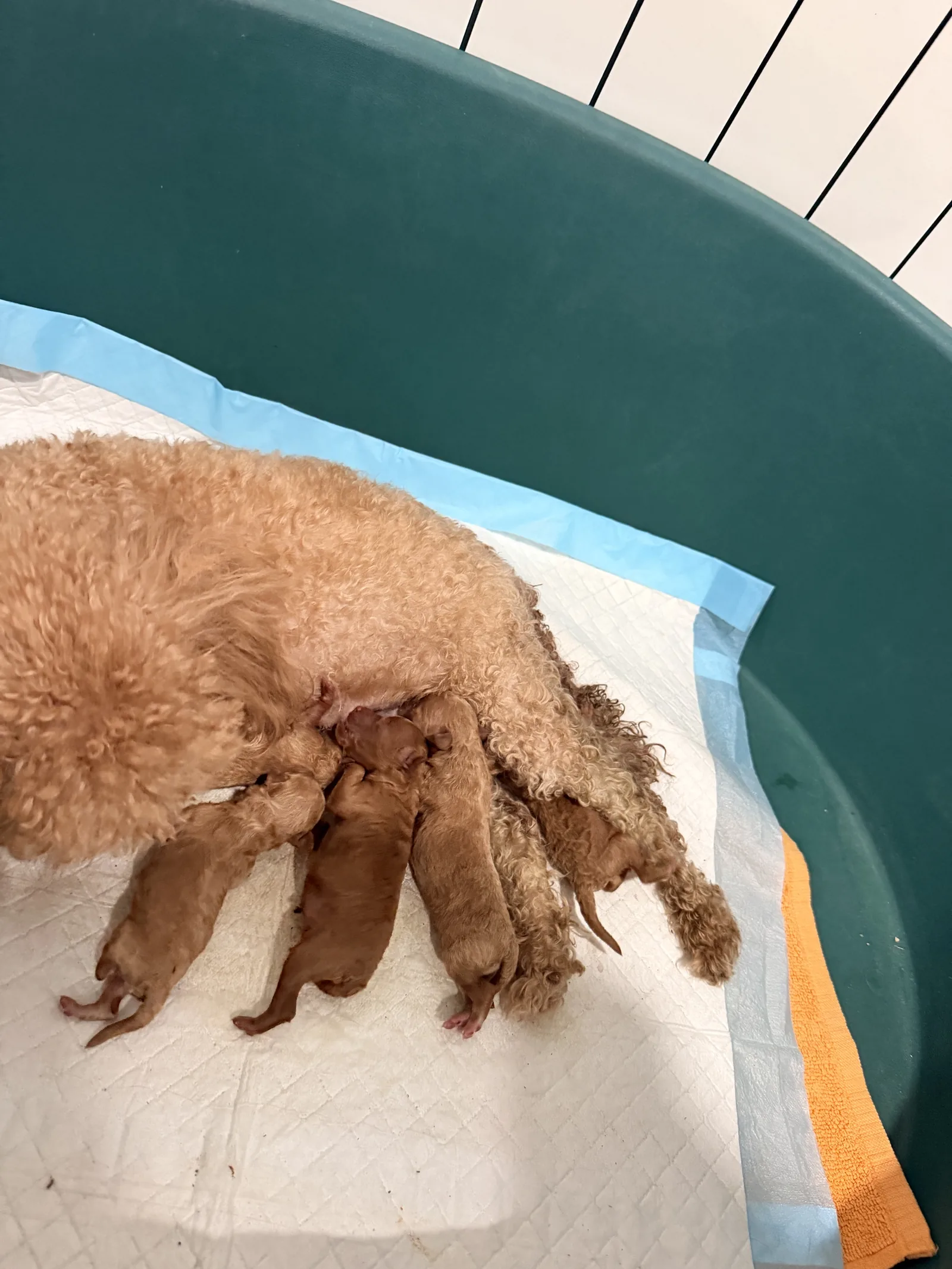 Camada de Caniche Toy nacida en julio de 2026 en Cáceres