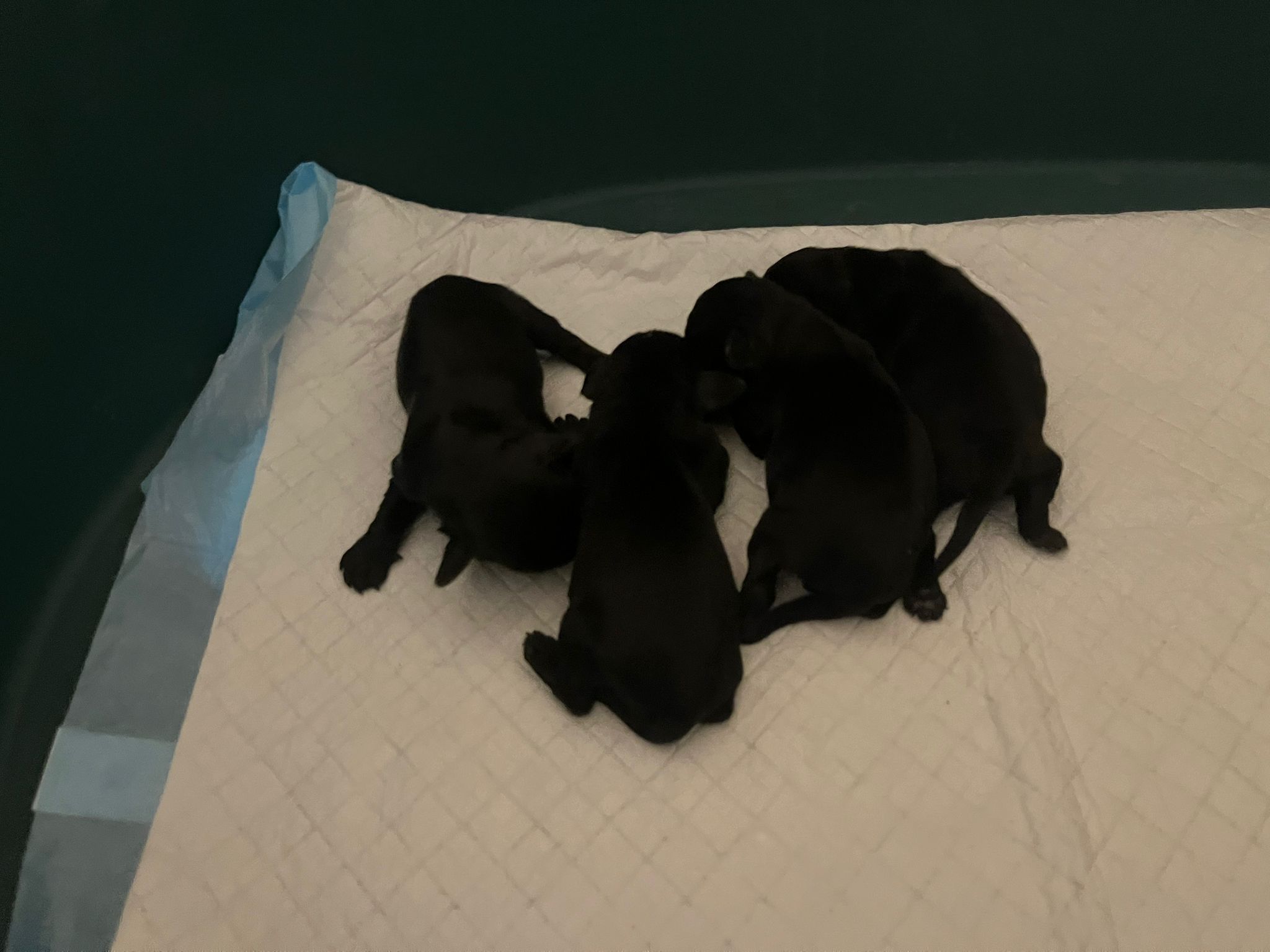Camada de Schnauzer Miniatura nacida en junio de 2026 en Cáceres