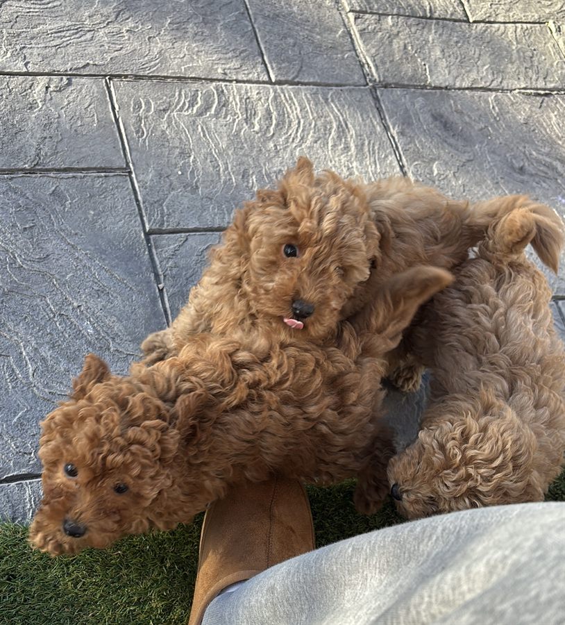 Cachorros de Caniche Toy rojos jugando juntos en el patio