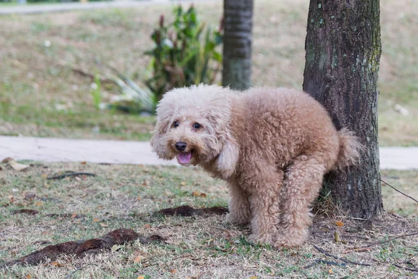 Cachorro de Caniche Toy haciendo sus necesidades en el parque