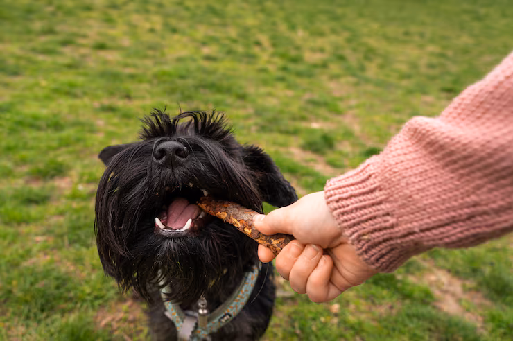 Schnauzer Mini recibiendo un premio como refuerzo positivo